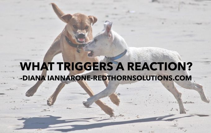 triggers-a-reaction